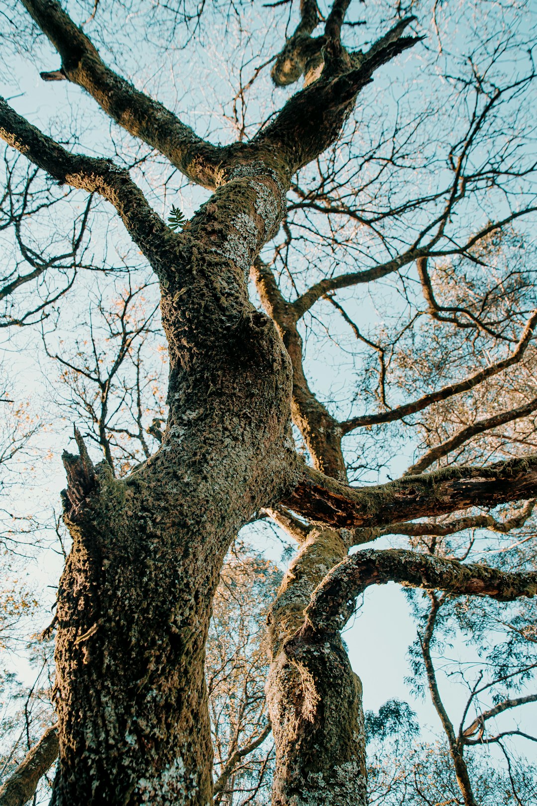 brown tree with brown leaves