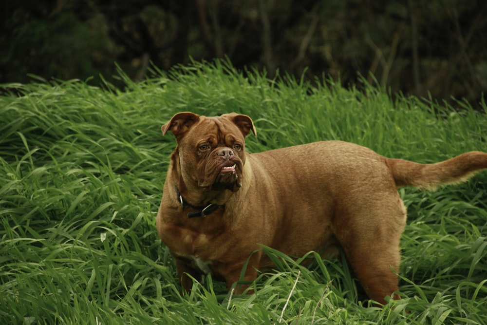 Perro de pelo corto marrón en un campo de hierba verde durante el día