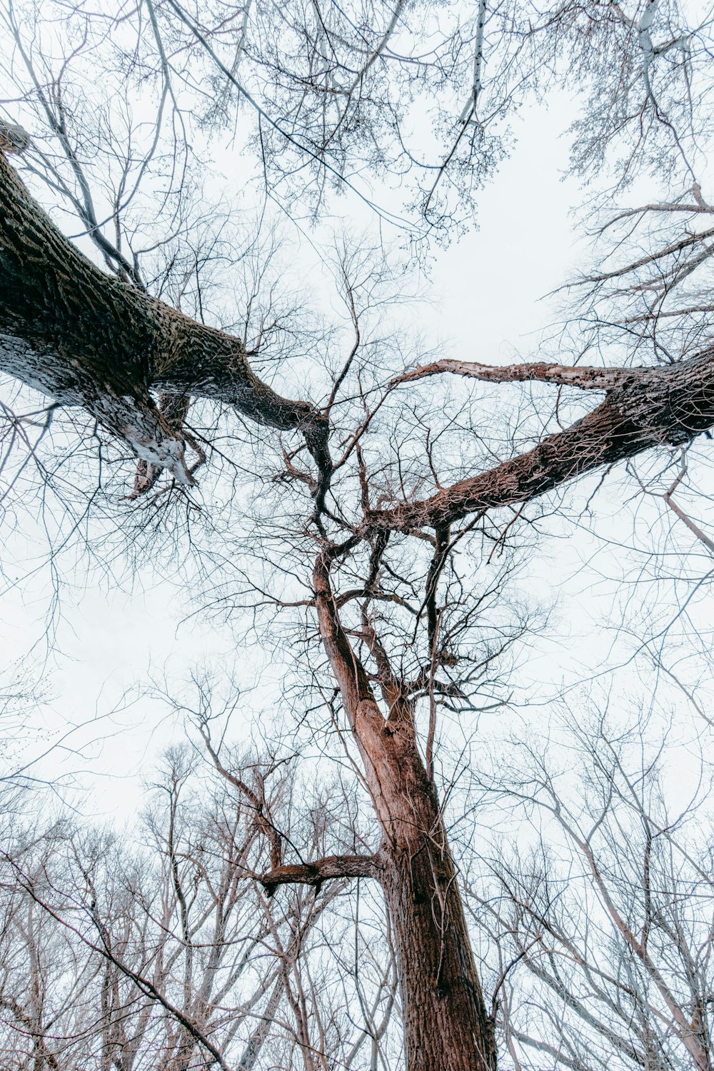 brown bare tree under white sky during daytime