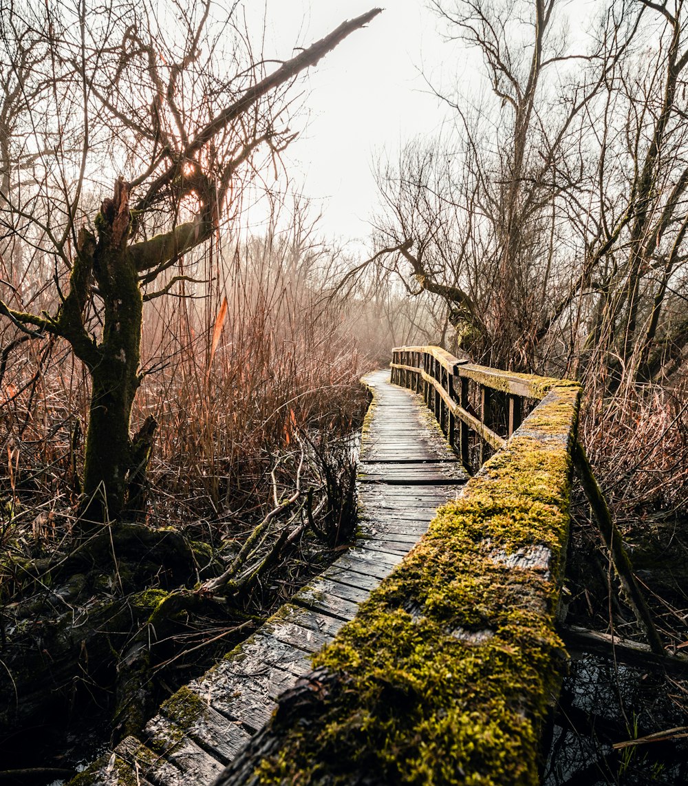 brown wooden bridge over river between bare trees during daytime