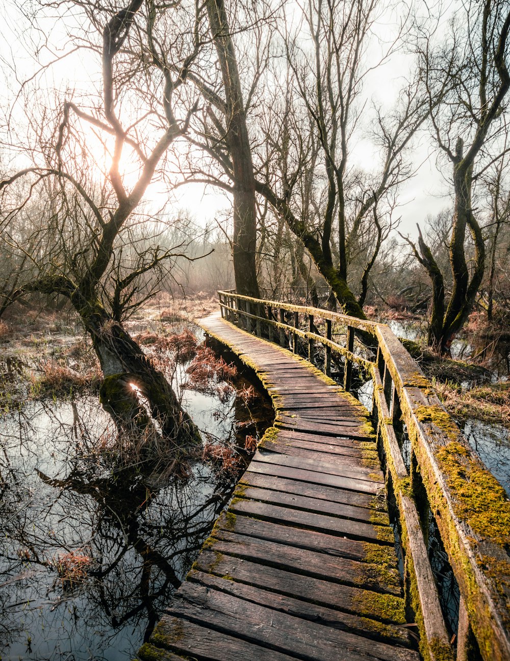 brown wooden bridge over river