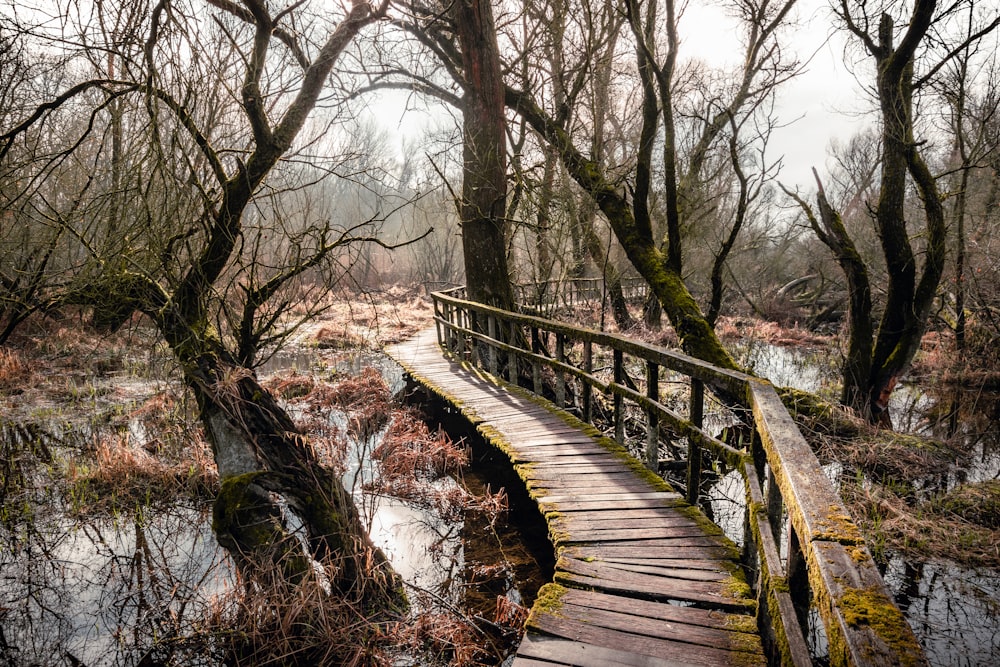 brown wooden bridge in the woods