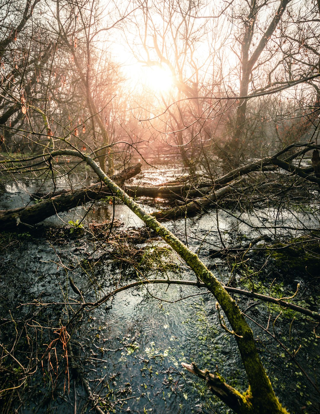 brown trees on river during daytime