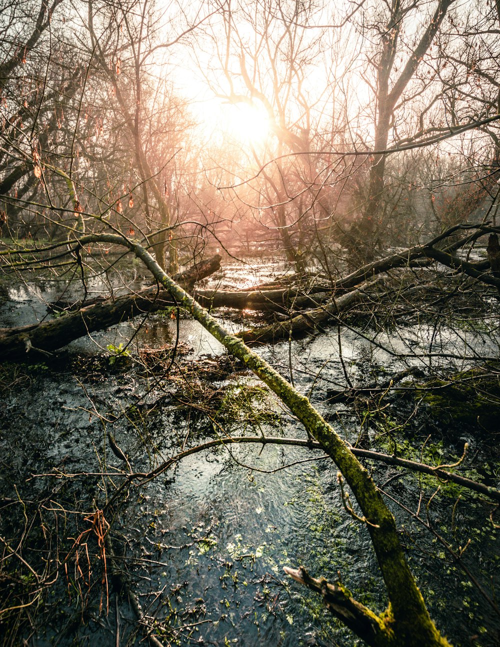 brown trees on river during daytime