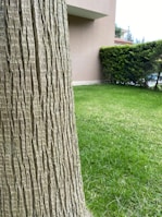 A close-up view of a tree trunk with textured bark dominates the foreground, while a well-manicured green lawn stretches out in the background. Adjacent to the lawn is a neatly trimmed hedge, and part of a modern building is visible on the left side.