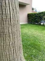 A close-up view of a tree trunk with textured bark dominates the foreground, while a well-manicured green lawn stretches out in the background. Adjacent to the lawn is a neatly trimmed hedge, and part of a modern building is visible on the left side.