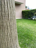 Side-by-side comparison of a backyard before and after fresh sod installation and tree trimming.