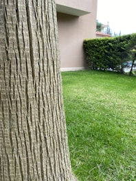 A close-up view of a tree trunk with textured bark dominates the foreground, while a well-manicured green lawn stretches out in the background. Adjacent to the lawn is a neatly trimmed hedge, and part of a modern building is visible on the left side.