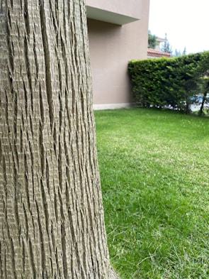 A close-up view of a tree trunk with textured bark dominates the foreground, while a well-manicured green lawn stretches out in the background. Adjacent to the lawn is a neatly trimmed hedge, and part of a modern building is visible on the left side.