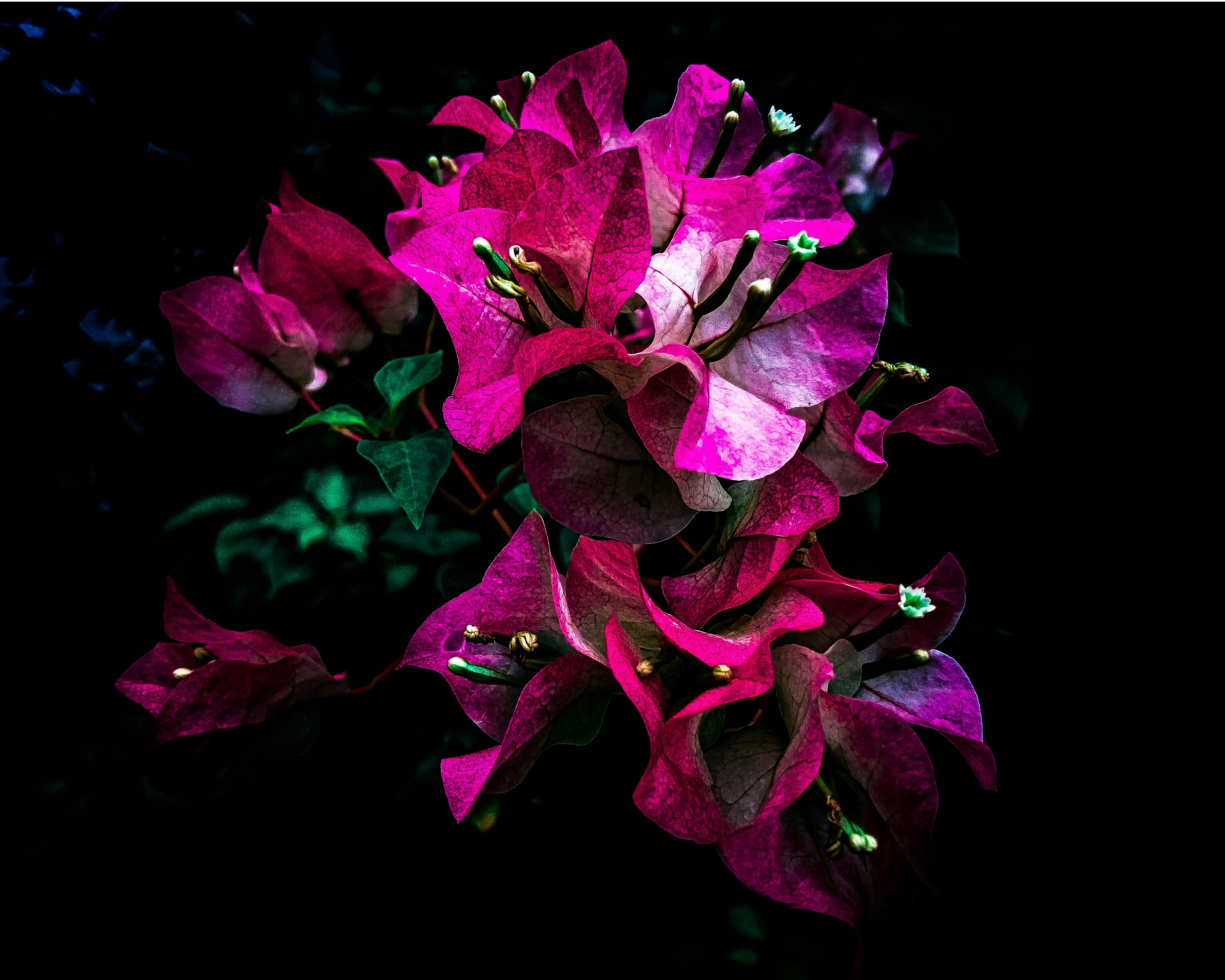 黒の背景に紫の花の写真 Unsplashの無料写真