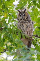 A long-eared owl is perched on a branch amidst dense green foliage. The owl features distinct feather tufts on its head that resemble ears, with intricate feather patterns in shades of brown and cream. Its large eyes and attentive expression suggest alertness.