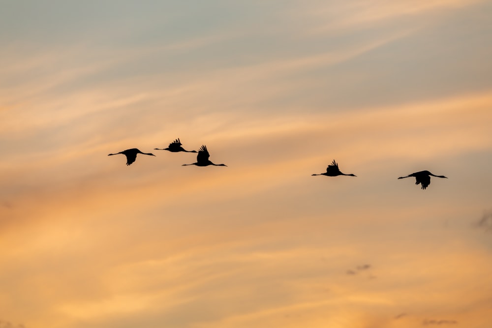 Silhouette von Vögeln, die bei Sonnenuntergang unter bewölktem Himmel fliegen