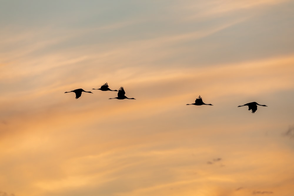 Silueta de pájaros volando bajo el cielo nublado durante la puesta del sol