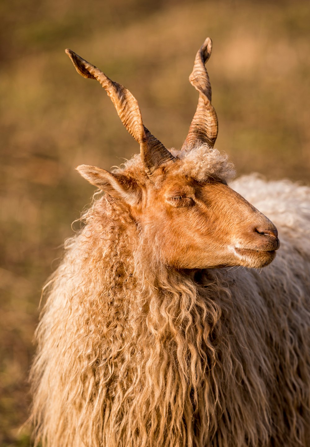 animal marrón y blanco durante el día