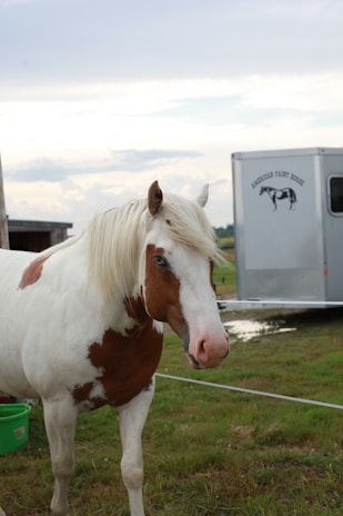 A brown and white horse with a lush mane is standing in a grassy area. Near the horse, there is a horse trailer with an illustration of a horse on it and some writing. The sky is overcast, and the ground appears wet, suggesting recent rain.