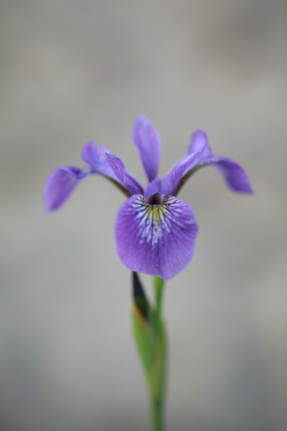 purple flower in tilt shift lens