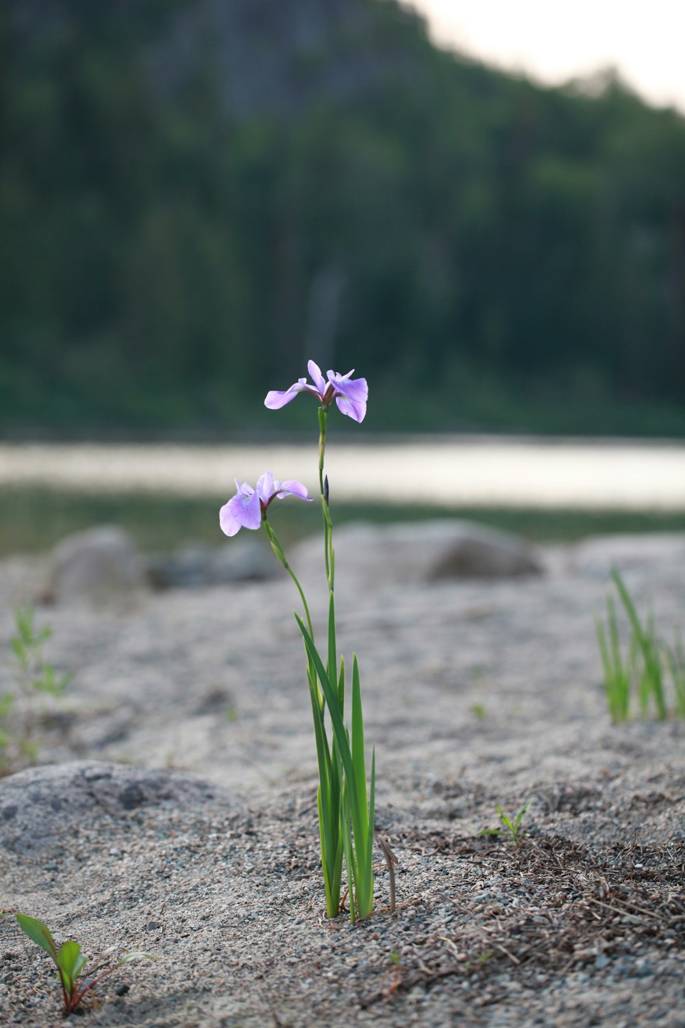 purple flower on gray rock near body of water during daytime