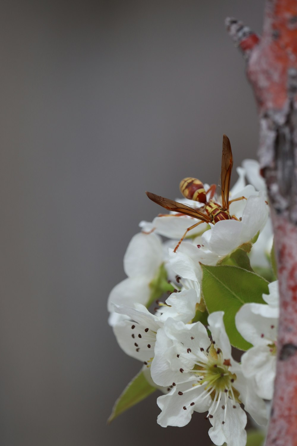 white cherry blossom in close up photography