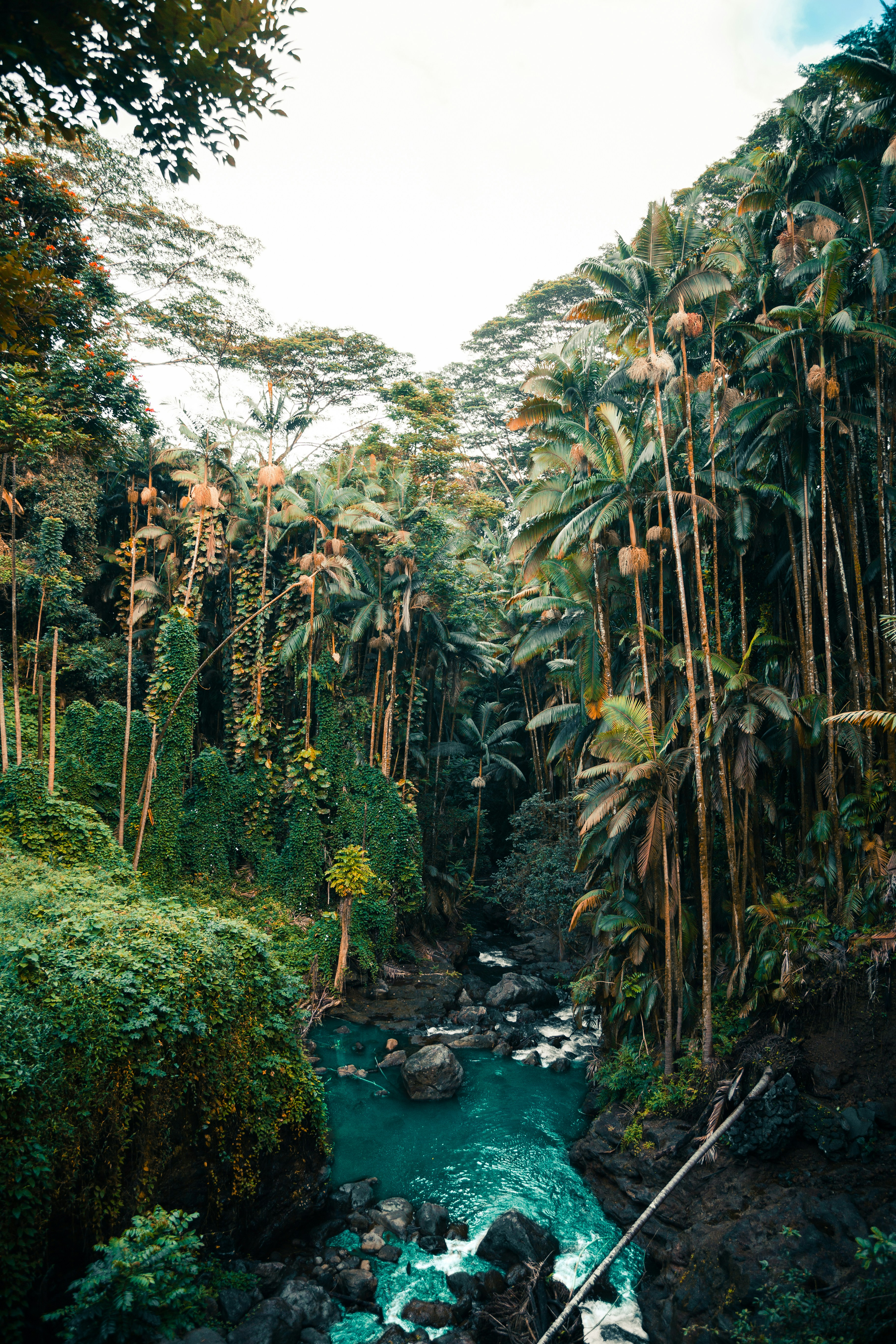 green trees near river during daytime