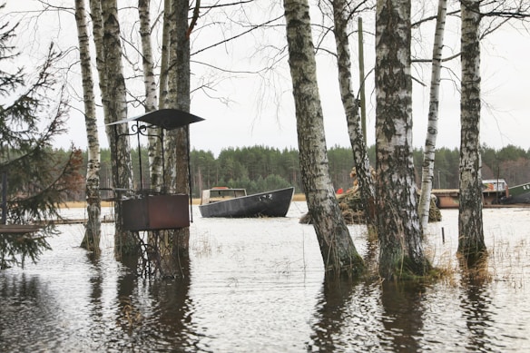 A serene landscape featuring birch trees partially submerged in water, suggesting a flood or high water level. In the background, several boats are gently floating on the water, with a dense forest lining the horizon. A rustic structure, possibly an old birdhouse or lamp, is visible to the left, adding an element of rustic charm.