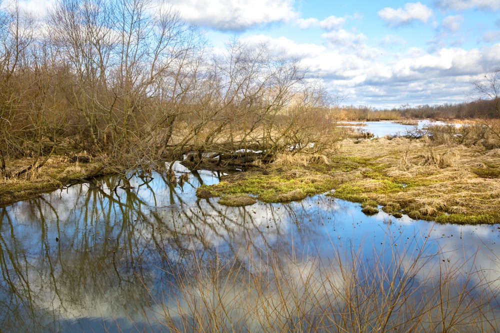 brown leafless trees on water