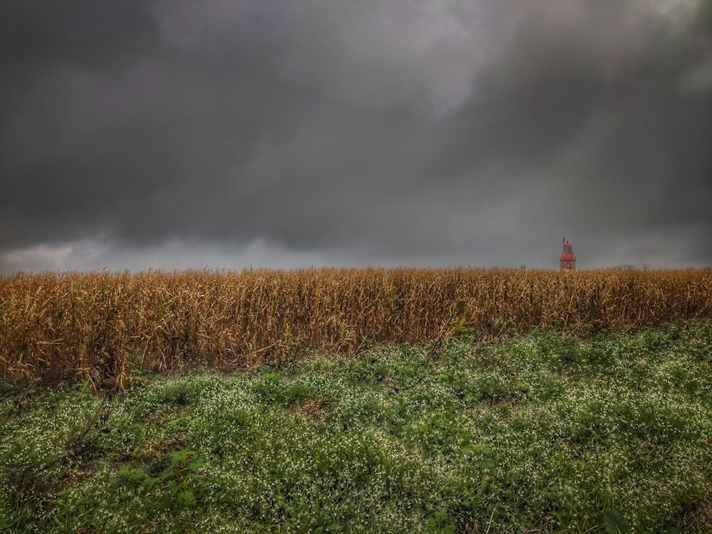 green grass field under gray clouds