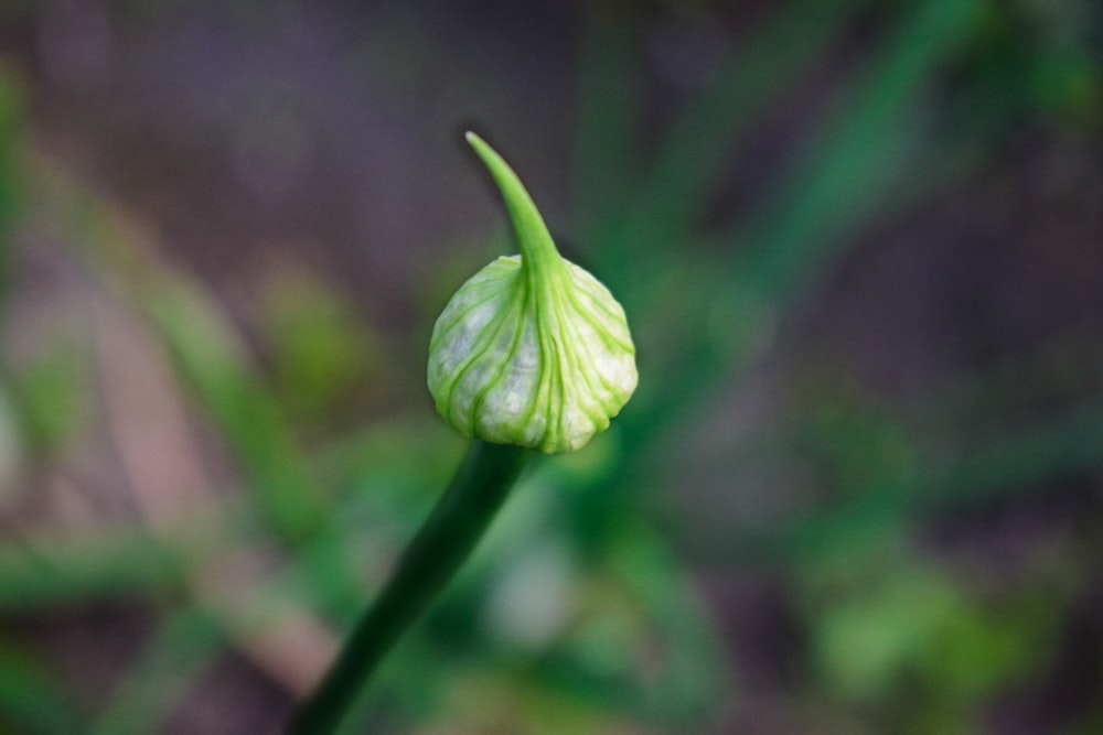 white flower bud in close up photography