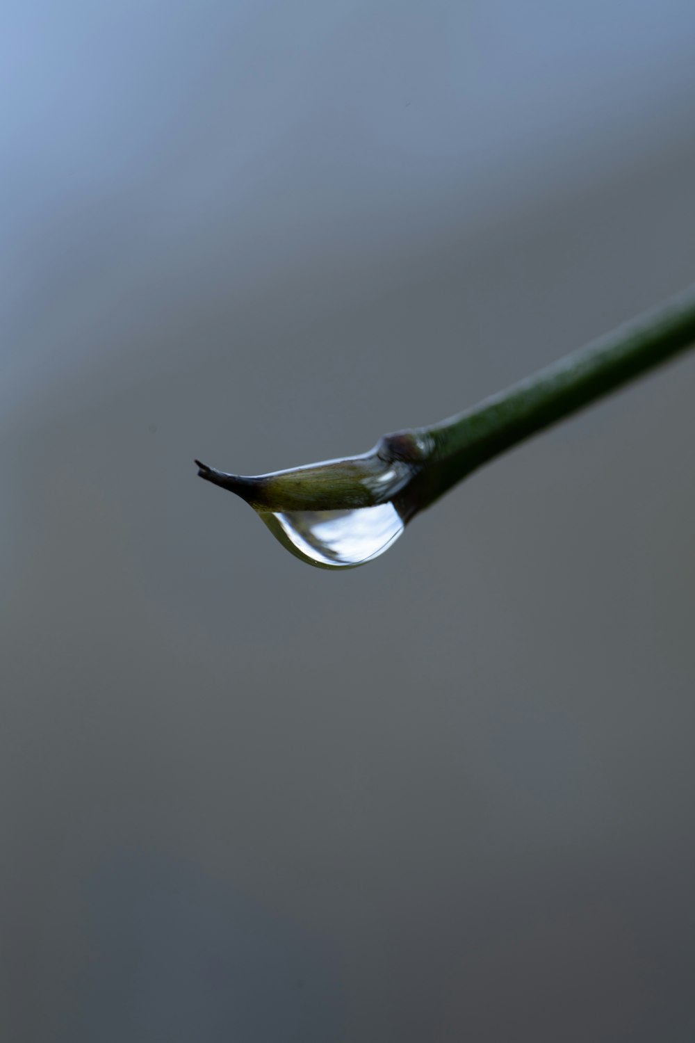 Gota de agua en tallo verde