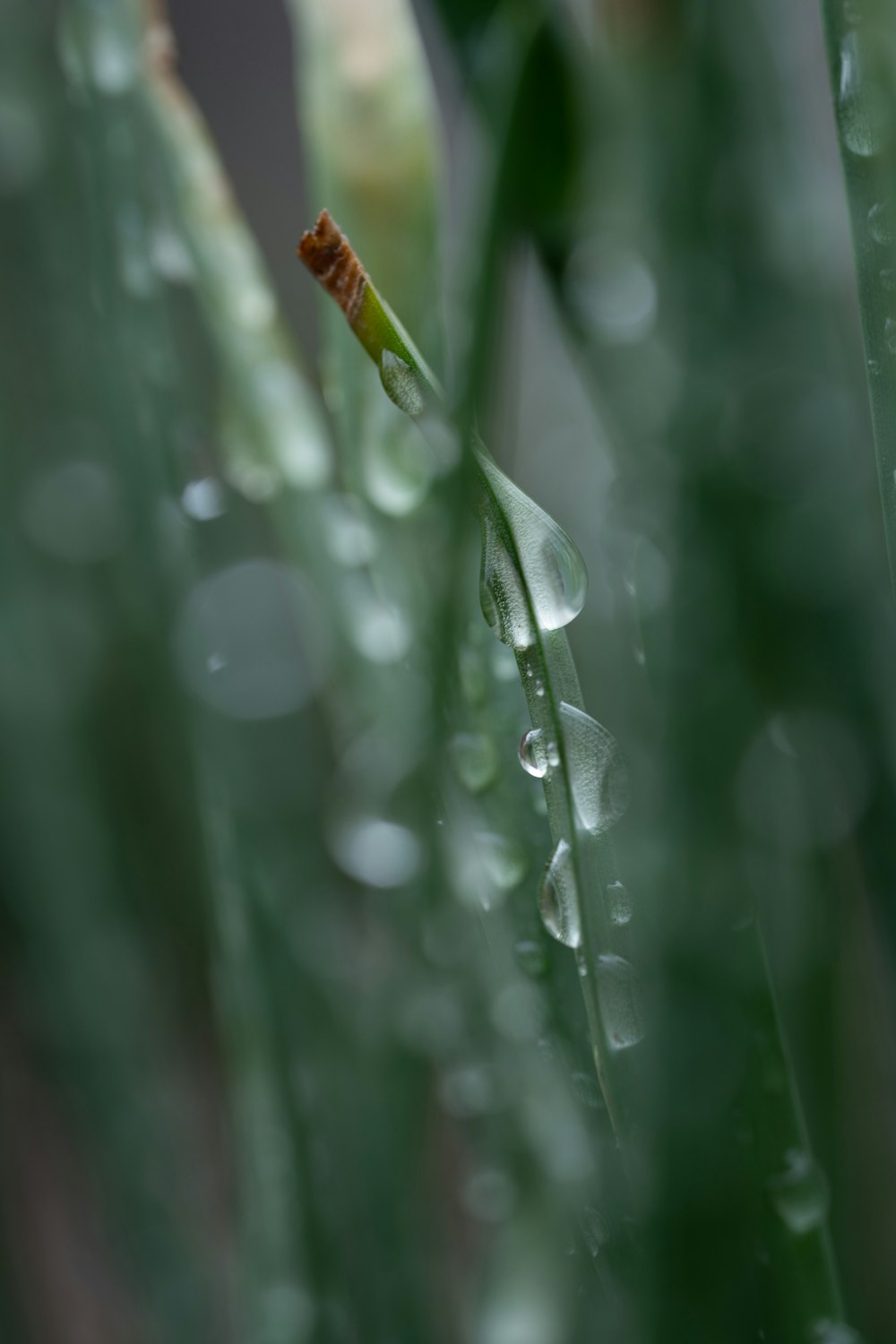 water droplets on green plant