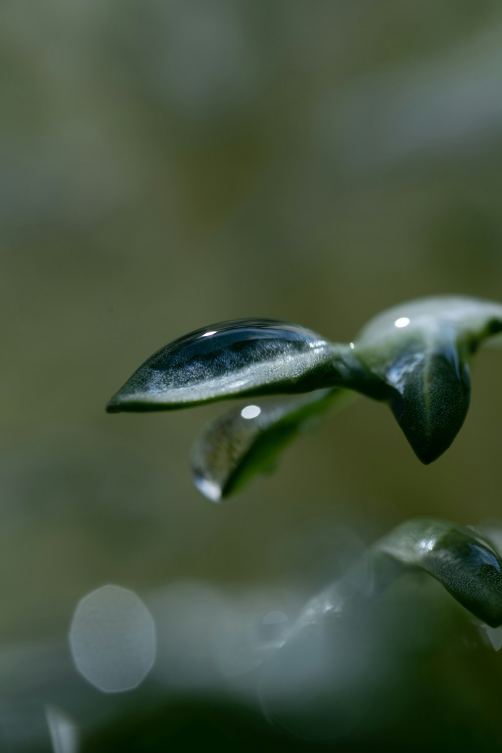 water dew on green plant