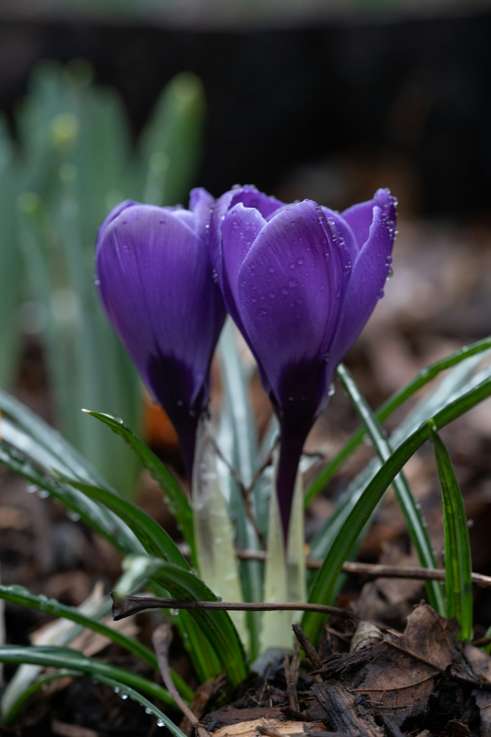 purple crocus flower in bloom during daytime