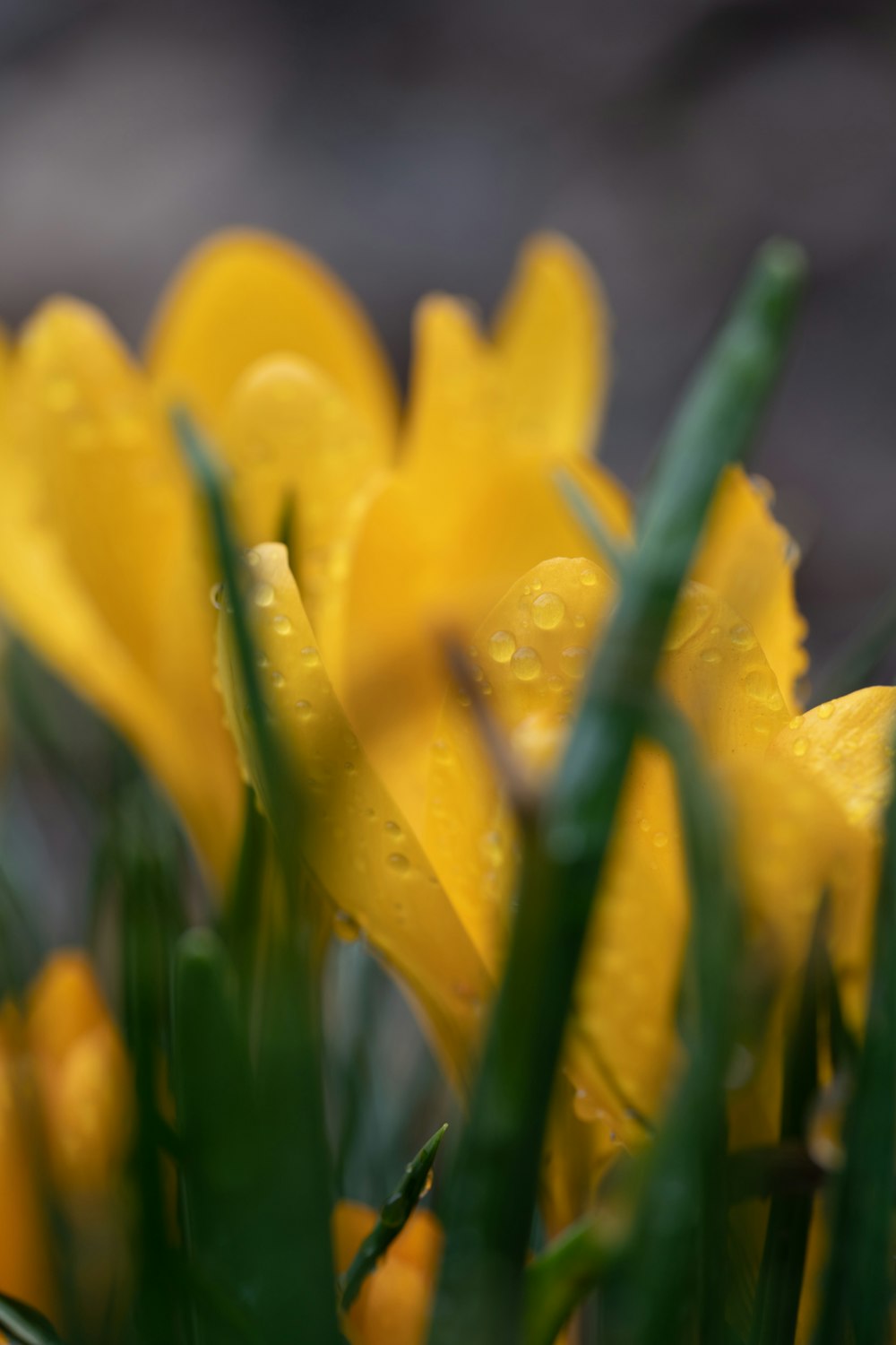 yellow flower with water droplets