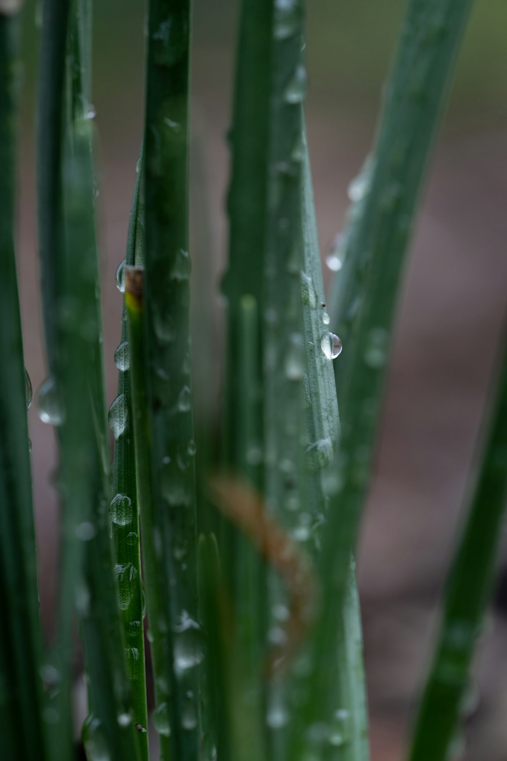 water droplets on green plant