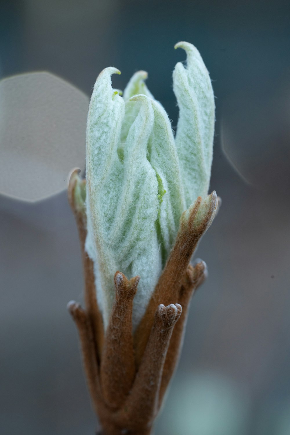 green and brown plant in close up photography