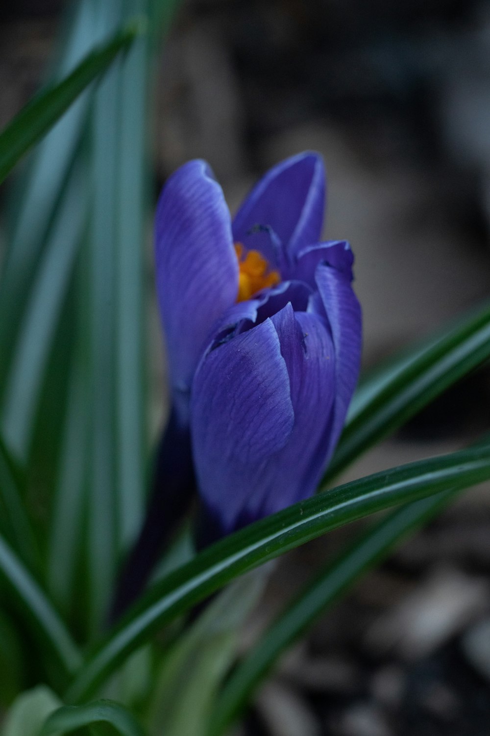 purple crocus in bloom during daytime