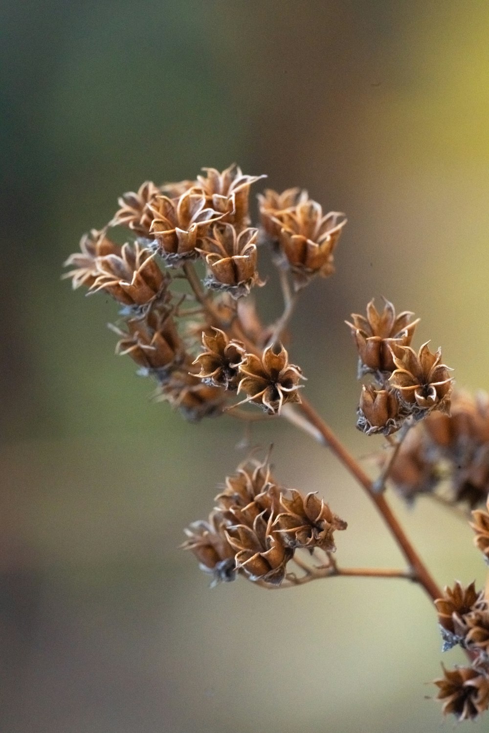 brown and white flower in tilt shift lens