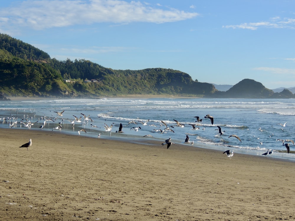 people on beach during daytime