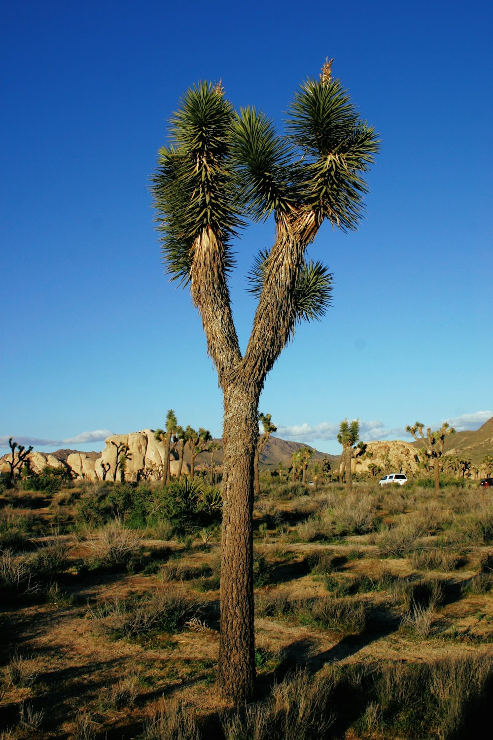 green palm tree on brown field during daytime