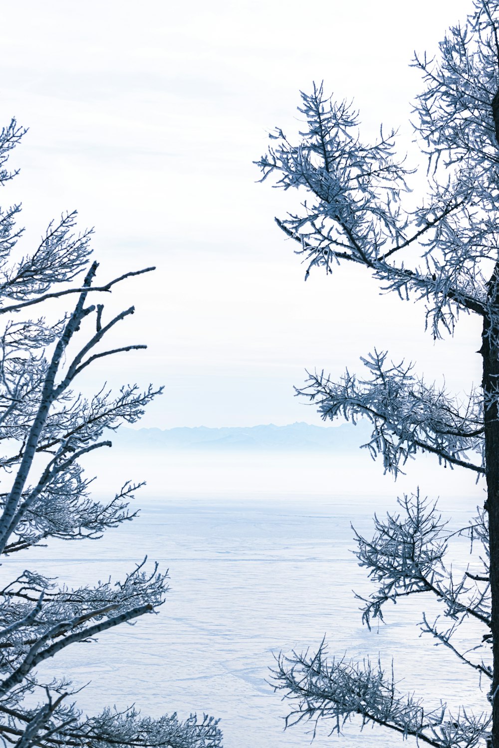 leafless tree near body of water during daytime