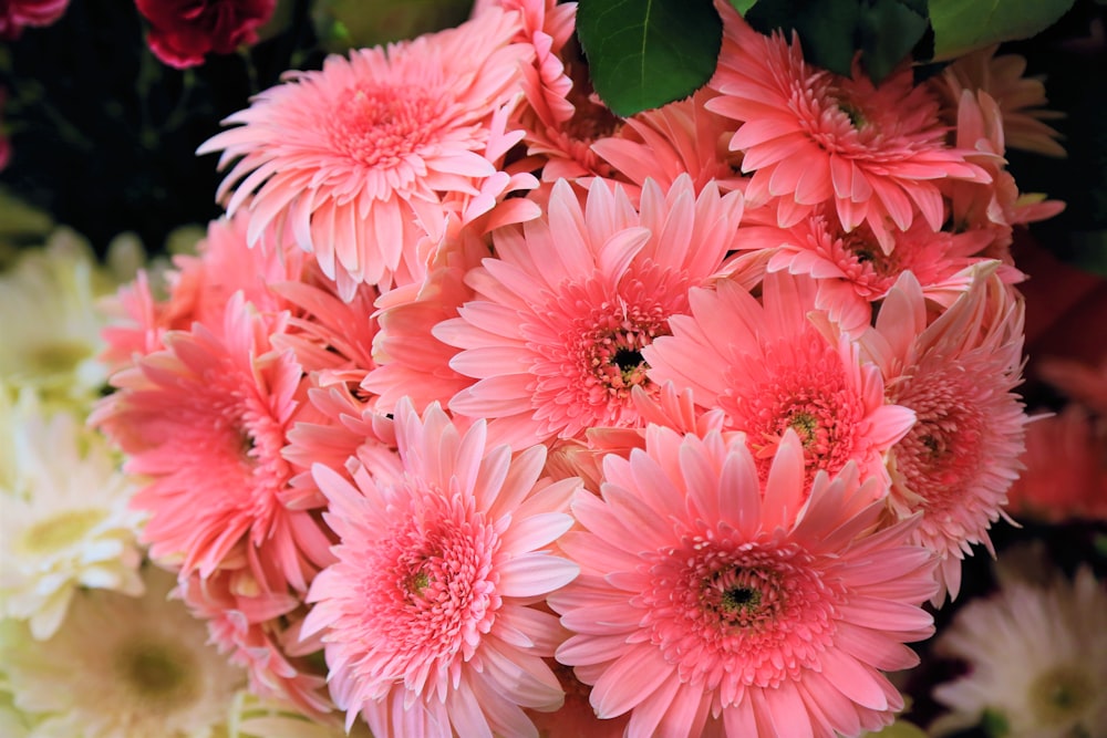 pink and white flower in close up photography