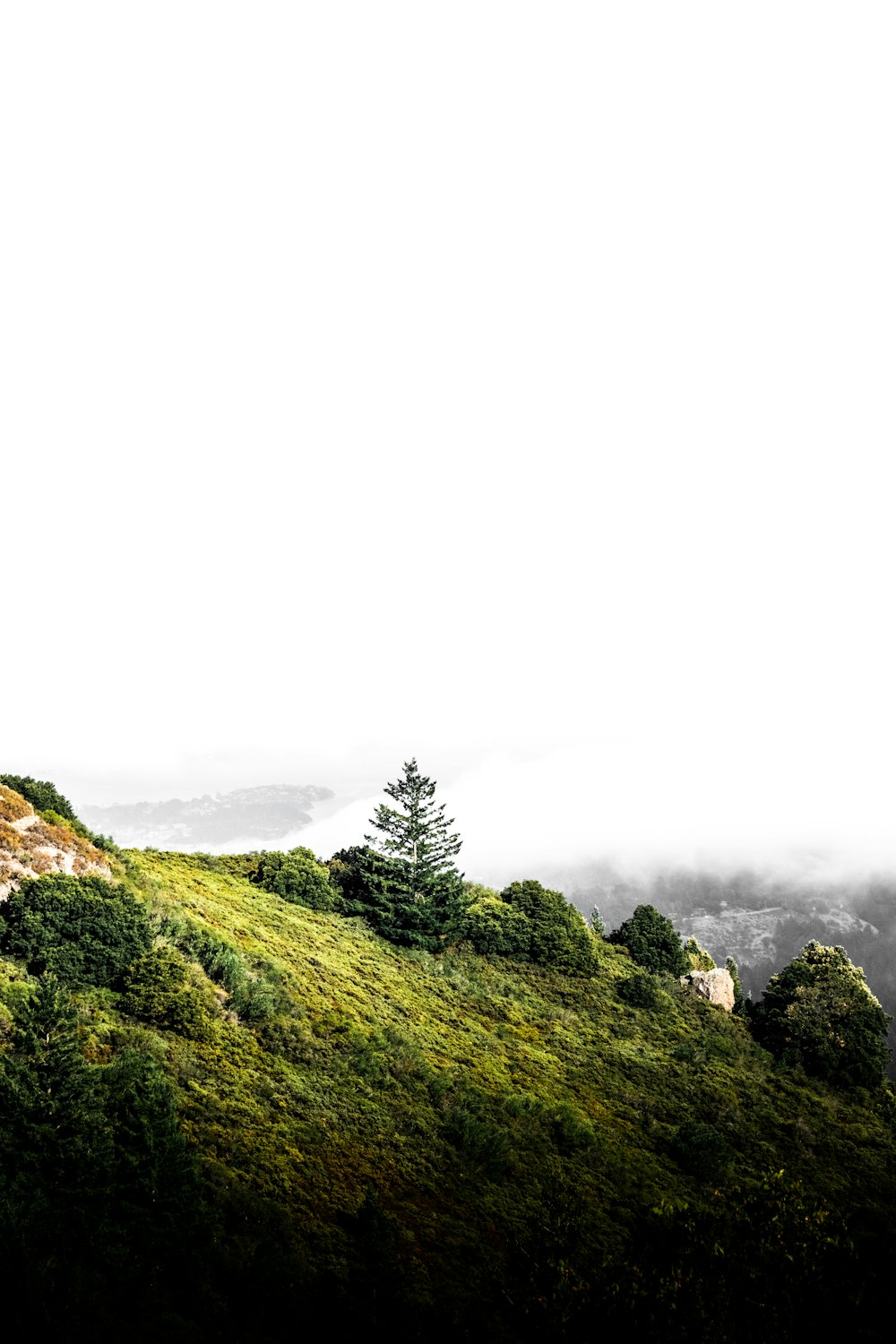 green trees on mountain under white sky during daytime