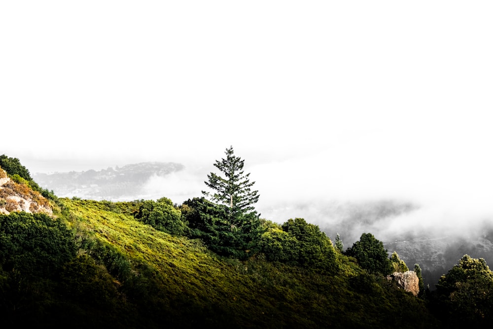 green trees on mountain under white sky during daytime