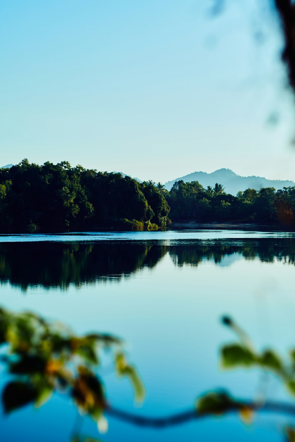 green trees beside lake during daytime