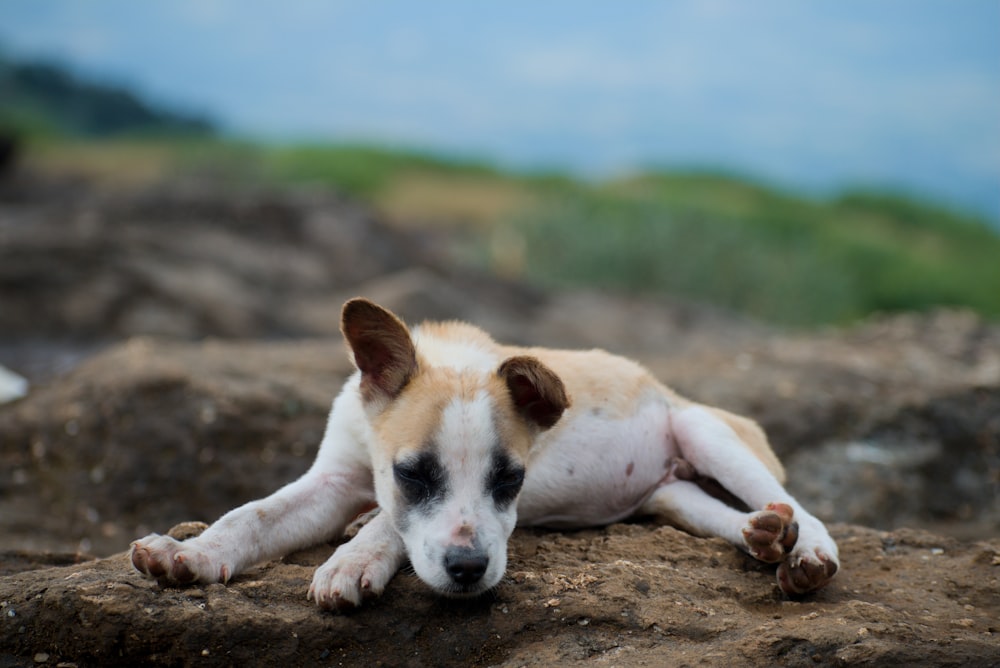 white and brown short coated dog lying on brown soil during daytime