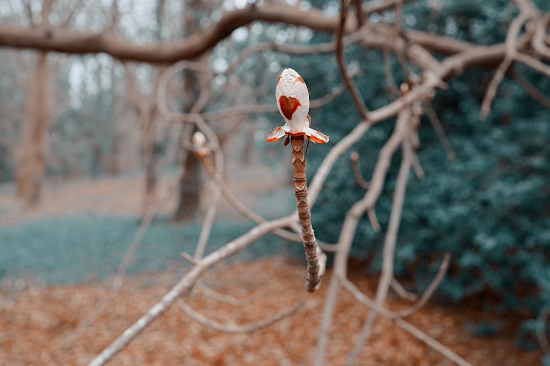 brown and white bird on brown tree branch during daytime