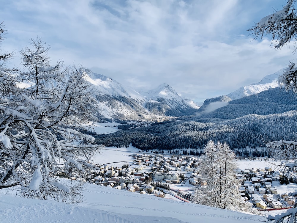 snow covered trees and mountains during daytime