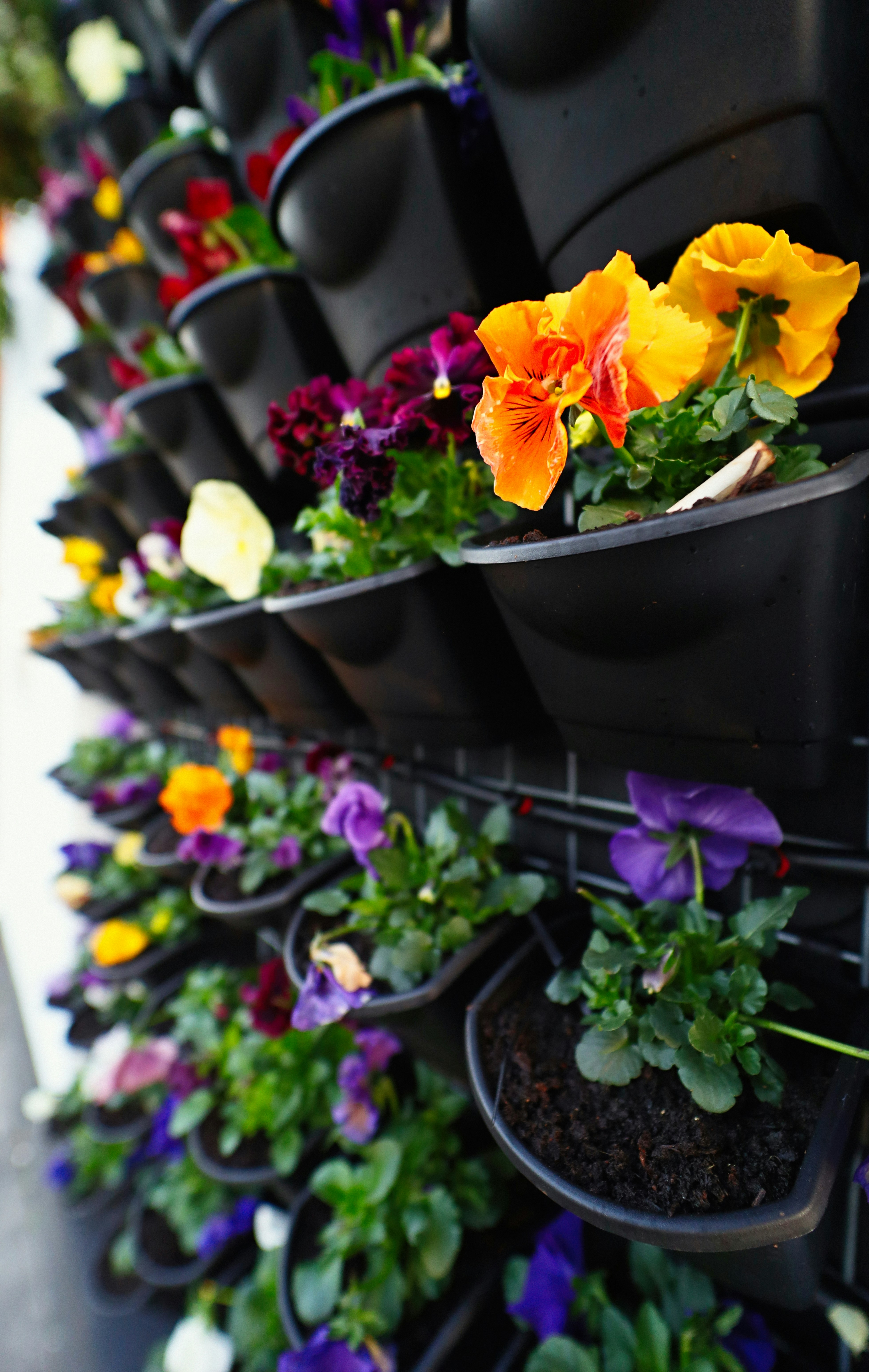 Yellow And Purple Flowers In Black Plastic Container Photo Free Plant Image On Unsplash