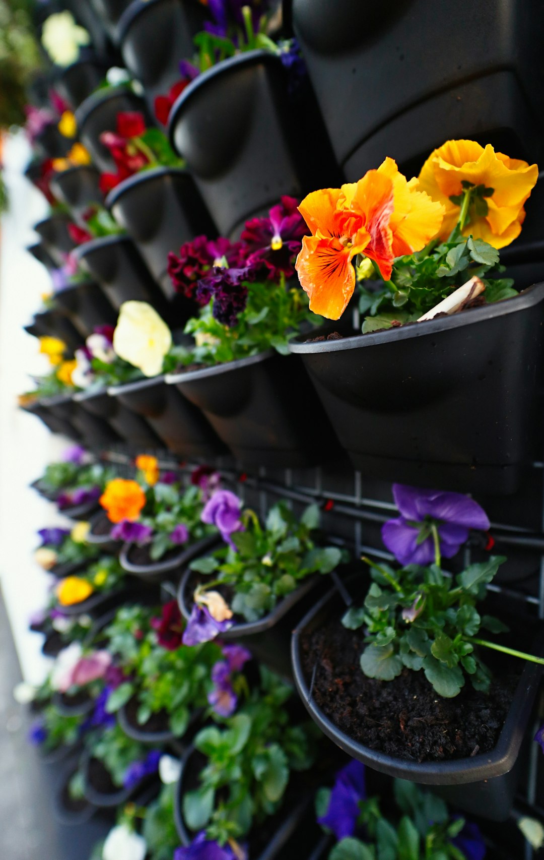 yellow and purple flowers in black plastic container