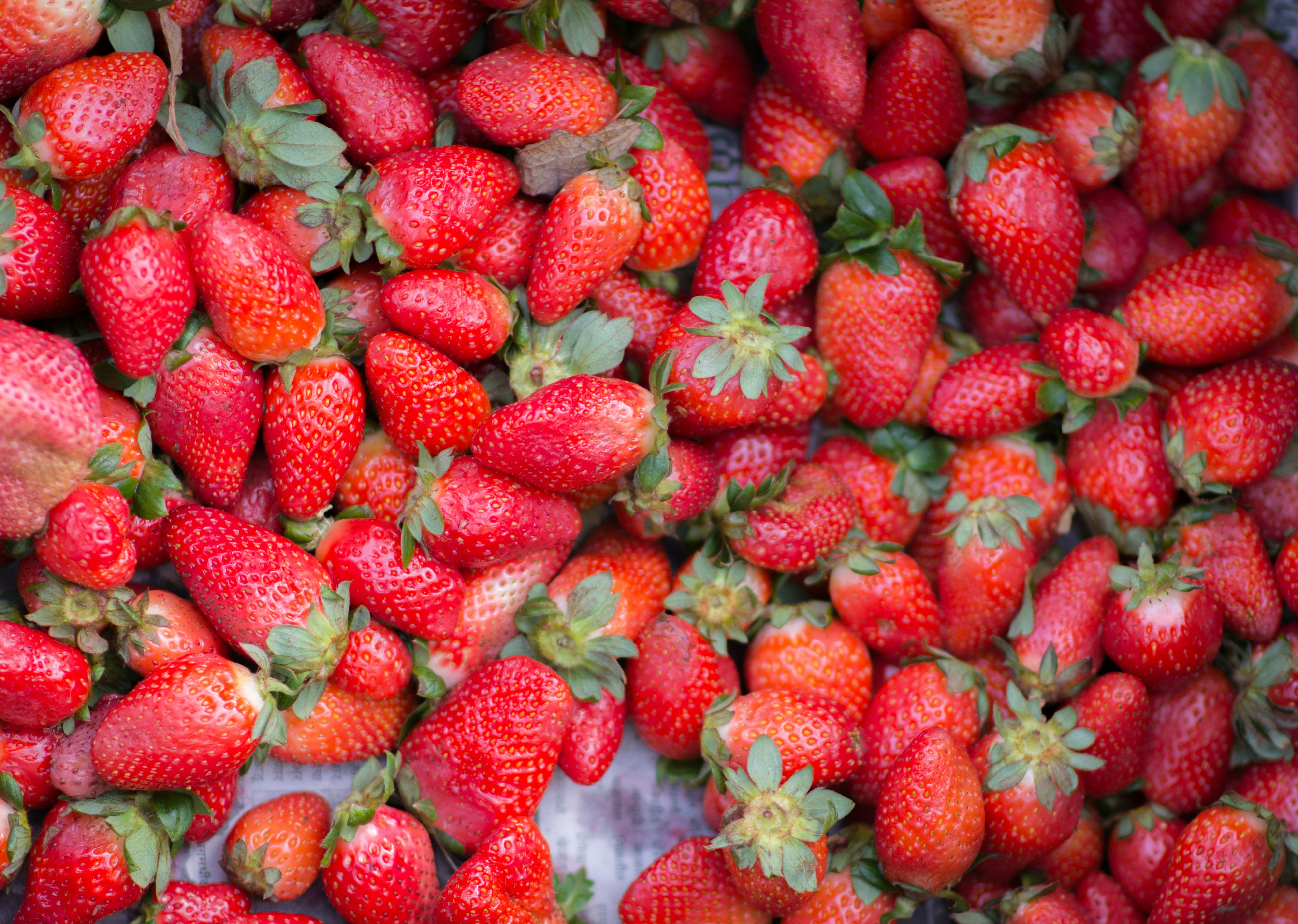 Sydney news: Oran Park coronavirus cluster stumps authorities, refuge centres to take pets 