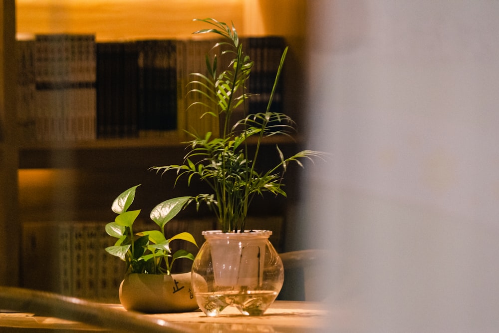 green plant in clear glass vase